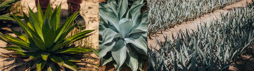 AGAVE SILVESTRE