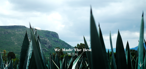 Tradición y Mezcal