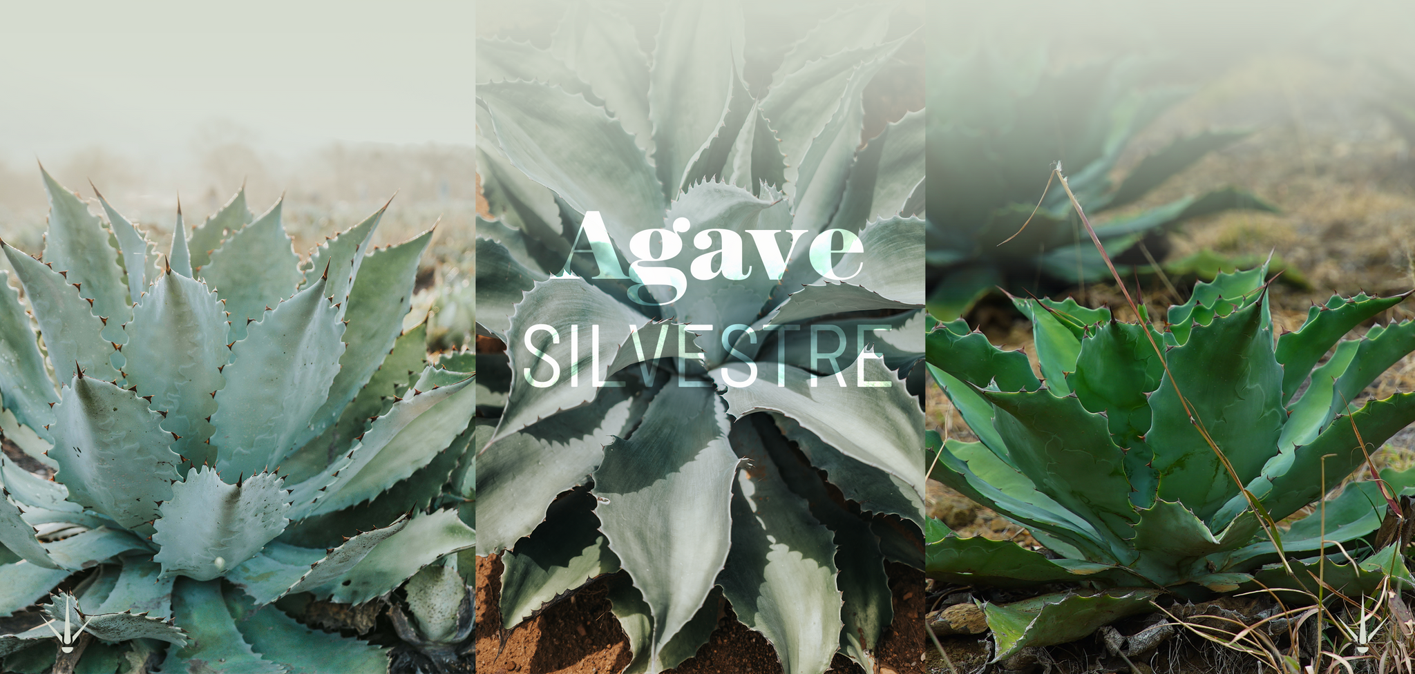AGAVE SILVESTRE