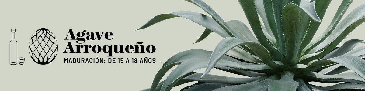 Arroqueño